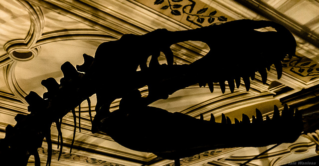 Learn More About Mother Earth and Her Inhabitants at the Harvard Museum of Natural History Details