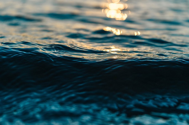 Hit the Waves With the New England Aquarium Whale Watch Details